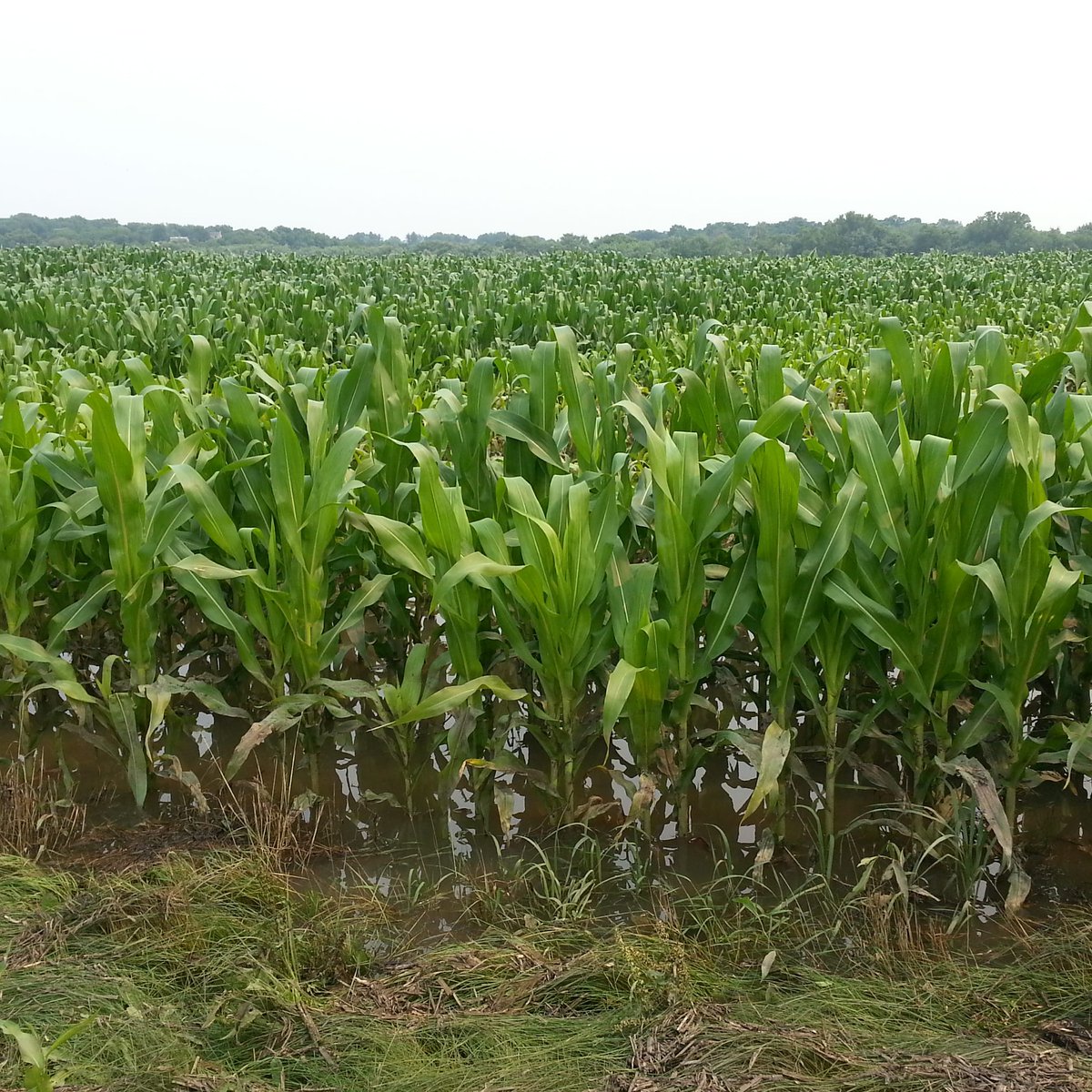 BigShowFarm's tweet photo. Despite a rough #grow15 (in IA), #corn #crop15 in good condition, says @USGC | https://t.co/RUQGo9CVk9 #farm365 https://t.co/avlQEv7lCa