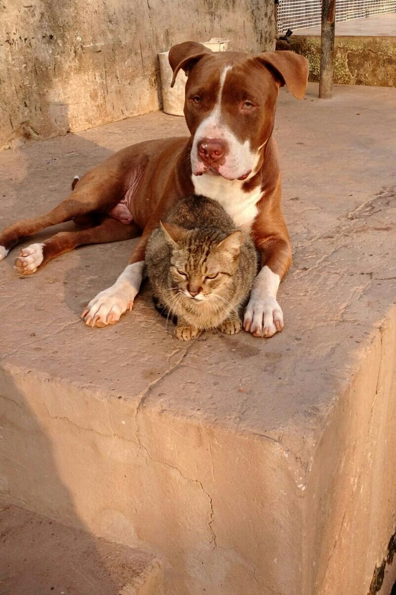 MirianSevlah's tweet photo. #PitCat https://t.co/3oF05arikt