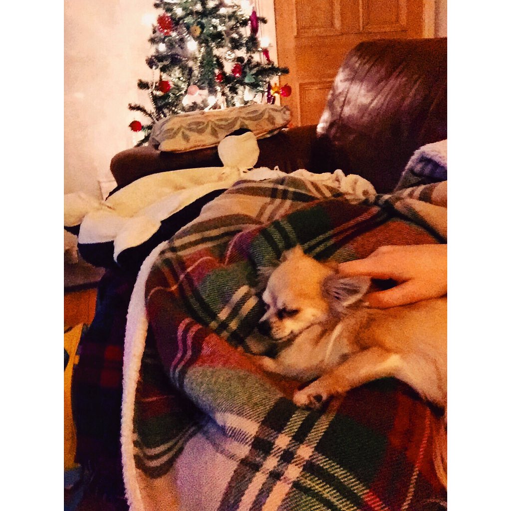 KirstieW7's tweet photo. Chill day with Alfie boy #nappal #pup https://t.co/QMAIIf46ii