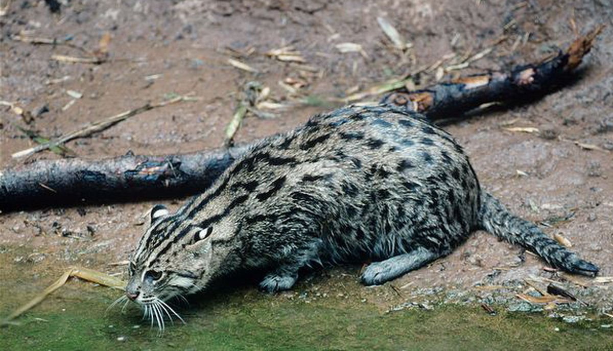 Shults99's tweet photo. https://t.co/4Hy9LbLM2C Редкие виды кошачьих #кошки #cats https://t.co/zDRycZudG9