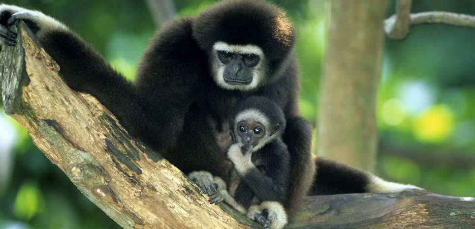 Obsdusoir's tweet photo. L'incroyable vocabulaire des singes décrypté > https://t.co/9dfrnabXpS https://t.co/1REcJMYdwW