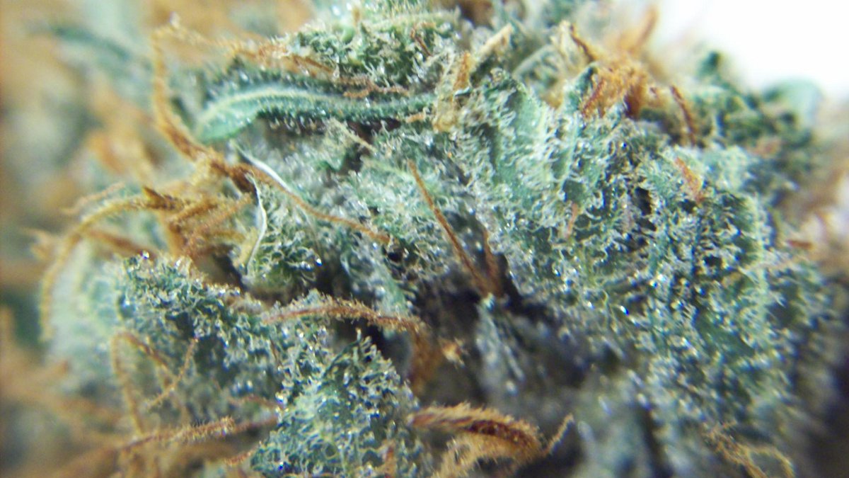 myfavoritenugs's tweet photo. #weed #pot #cannabis #canna #potweed #kief #smokebox #smoker #awesome #picoftheday #l4l https://t.co/HdfspLK78H
