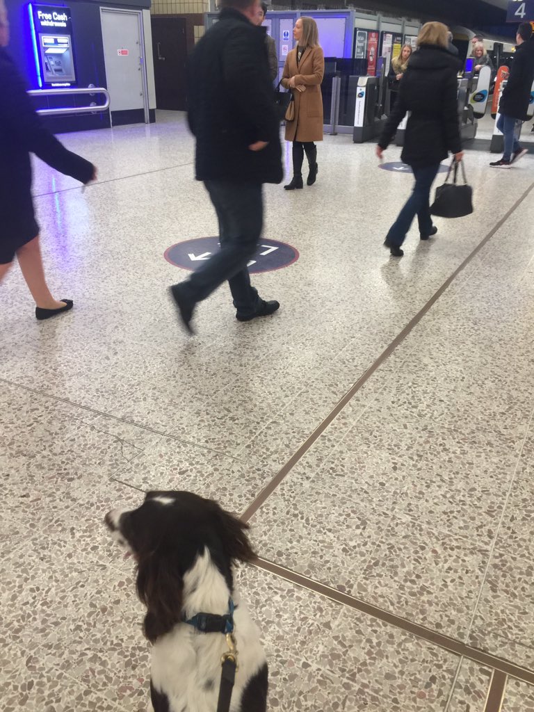CityPoliceDogs's tweet photo. New things, 🚂🚗🚗🚶🏼🏃🏻 Rec #PDBuster work experience is going well @CityPolice @cityoflondon @CrimestoppersUK https://t.co/LIwSi2Y5Ub