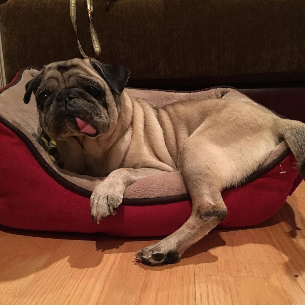 apugnamedemoji's tweet photo. Breakie time?
#pugsofinstagram #pug #puglife #pugstagram #breakfastinbed #breakietime #br… https://t.co/Oy6qGaURpH https://t.co/lk32WSsiZW