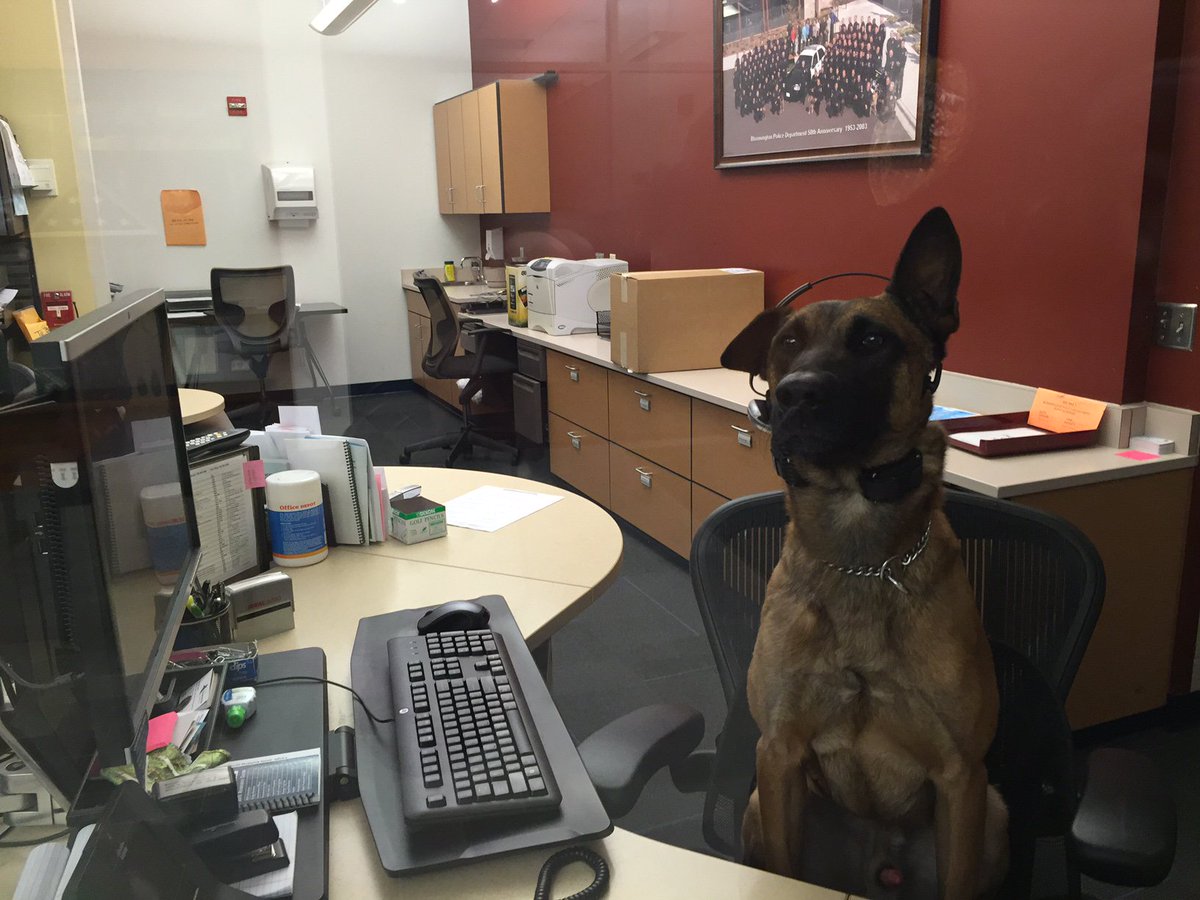 So anyways, YA, He proved it alright!!! 2 weeks on the desk. Totally worth it!!! #tedsk9adventures #messinwithsarge