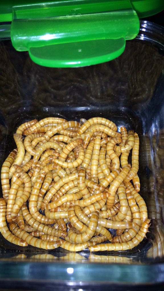 TheEdibleInsect's tweet image. Just a small batch of mealworms going into the freezer &amp;amp; destined to become protein flour.