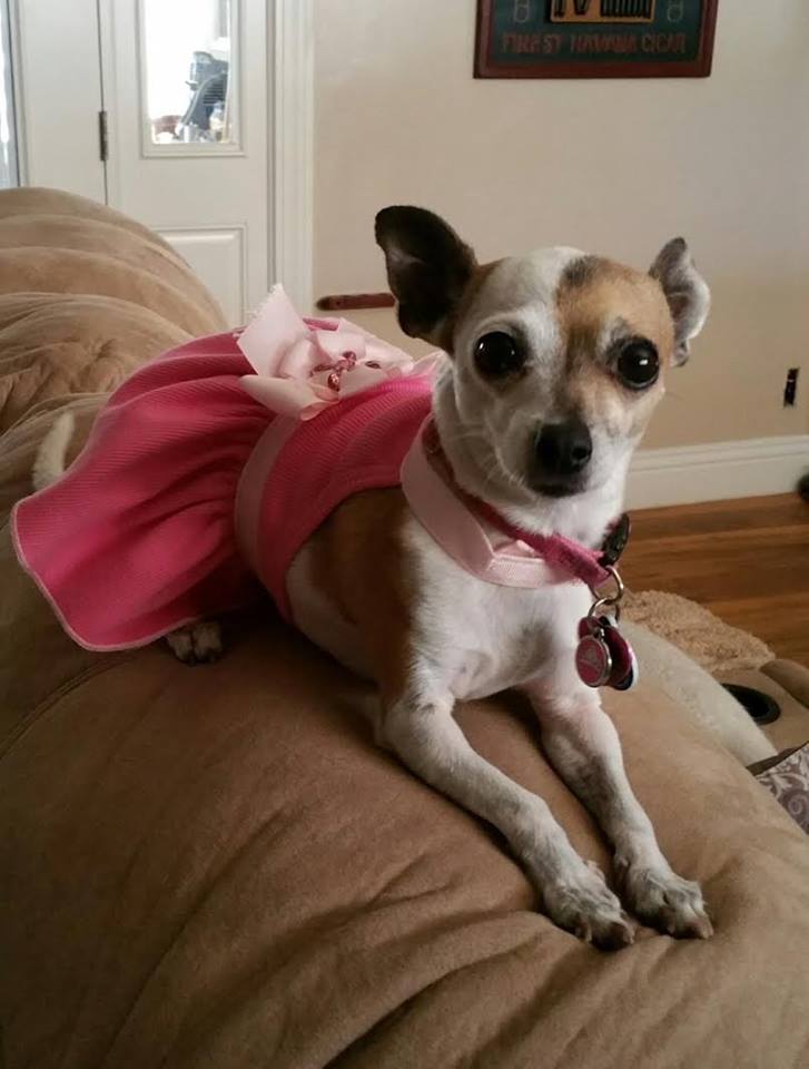 Bakersfield SPCA (BakersfieldSPCA) / Twitter