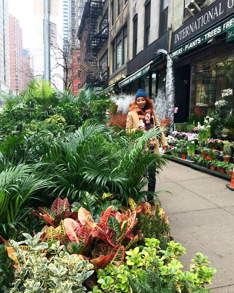 TheHorticult's tweet photo. Winter schminter! Chelsea's bursting with sidewalk greenery 🌴🏙 #28thst #plantdistrict #the… https://t.co/nB1bgIFwzB https://t.co/rDnBxhpoUj