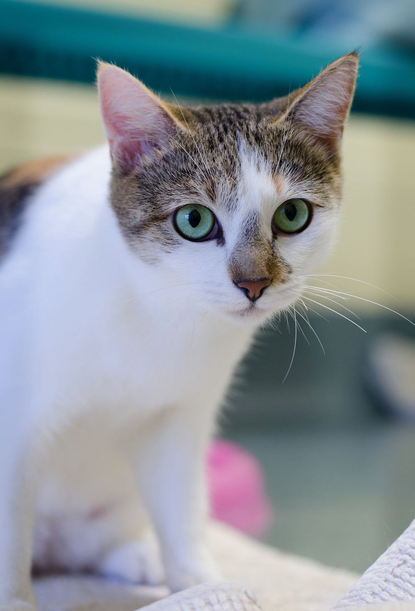 pbhsnaples's tweet photo. #WhiskerWednesday #AdoptTRINA #HumaneSocietyNaples 😻 #AdoptThisCat right meow! 📷: Paws & Prints Pet Photography https://t.co/zKVtfAYBwo