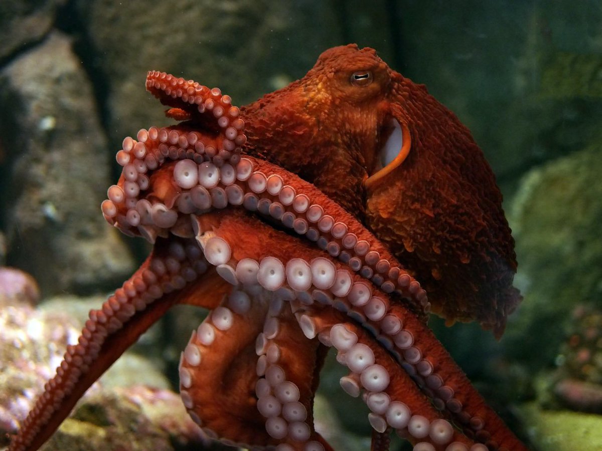 sfzoo tweet picture