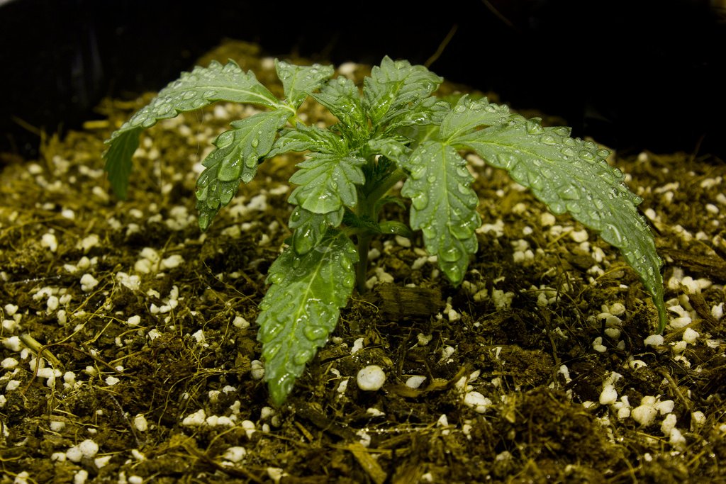 We all gotta start somewere #weed #cannabiscommunity #cannabis #marijuana