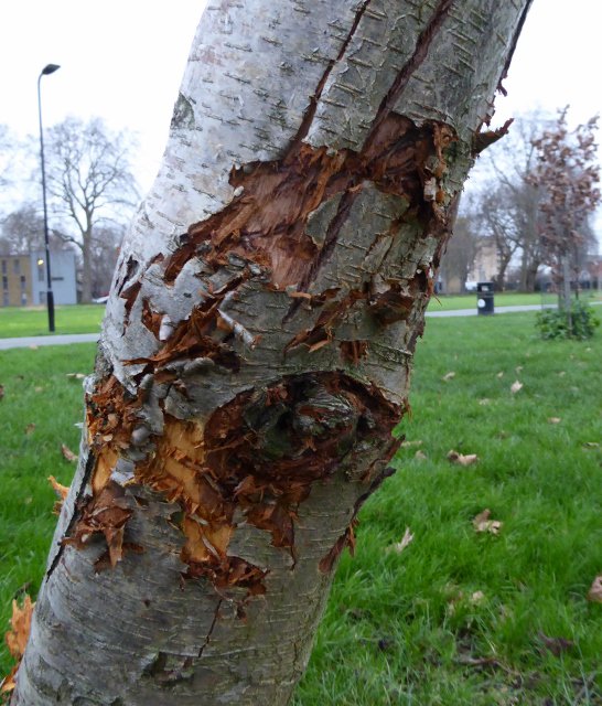 hackneymartian's tweet photo. Put a guard on medlar tree in #millfieldspark against further #dogdamage - solo @tm_hackney mission https://t.co/m4ivHfMYV2