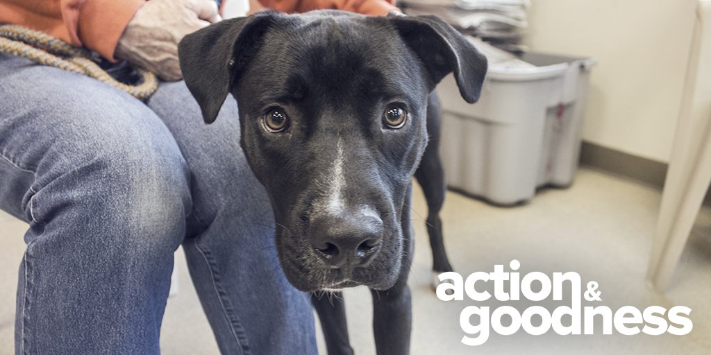 allengerritsen's tweet photo. Before you say hello to 2016, don’t forget to end 2015 with a little #ActionandGoodness: https://t.co/RSYKXhDT6t https://t.co/6r70tUctD8