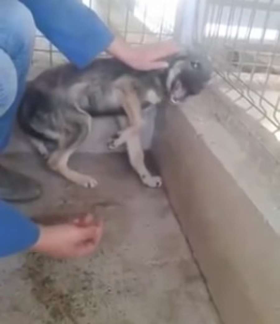 A3Noticias's tweet photo. Un perro se emociona al ser acariciado después de años de maltrato VÍDEO ▶ https://t.co/FwlmYqprRk https://t.co/trioMq87mn