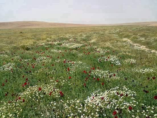 الجو بعد ايام ' يضبط ' ويحلو 
وكل على ماقيل يختار جوه 

احد بدا بالحجز في رحلة الجو 
واحد يحب البر وشبت ضوه