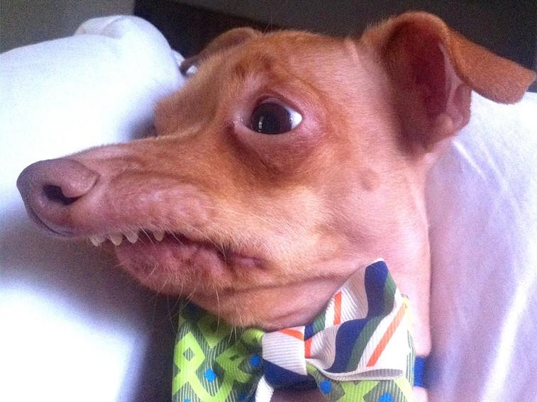 Meet Tuna_the_dog, a Chiweenie that's popular for his extreme(ly cute) overbite! BestOfWild