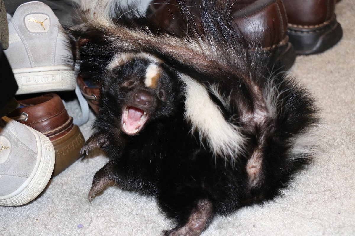 SecondChancesKY's tweet photo. Skunk playtime &amp; smile! All of our rescues get daily enrichment. #wildlife #AnimalRights #cuteanimals #rescue https://t.co/Za2l8cSNKt