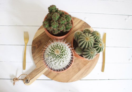 Start 2016 gezond met planten! #cadeautip