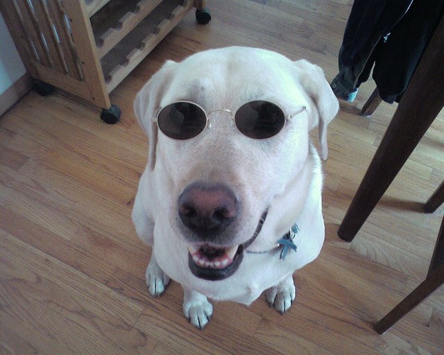 EveryWordDog's tweet photo. eighties dog https://t.co/R8cPGcE3M4