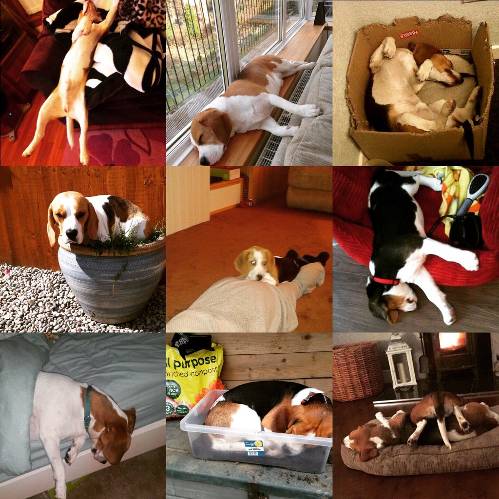 SWC_BeagleWalk's tweet photo. What the Beagle Walks do to your puos. 🐶 #swcbw #beagles #letsleepingdogslie #thoseears #ilovemydog https://t.co/Jld5VhEfFm
