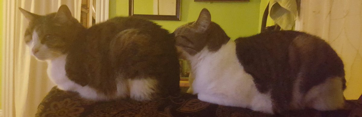 Landys_Photos's tweet photo. When your face is cold and you #canteven handle it anymore. #Cuddleforwarmth #CatsOfTwitter https://t.co/Xyh4f90vfd