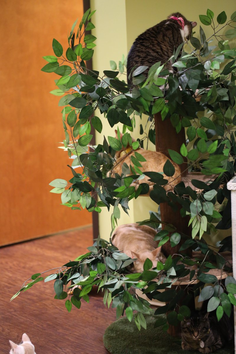 charmcatcafe's tweet photo. No Vacancy! #fullTREE https://t.co/g5Svpl2YKi