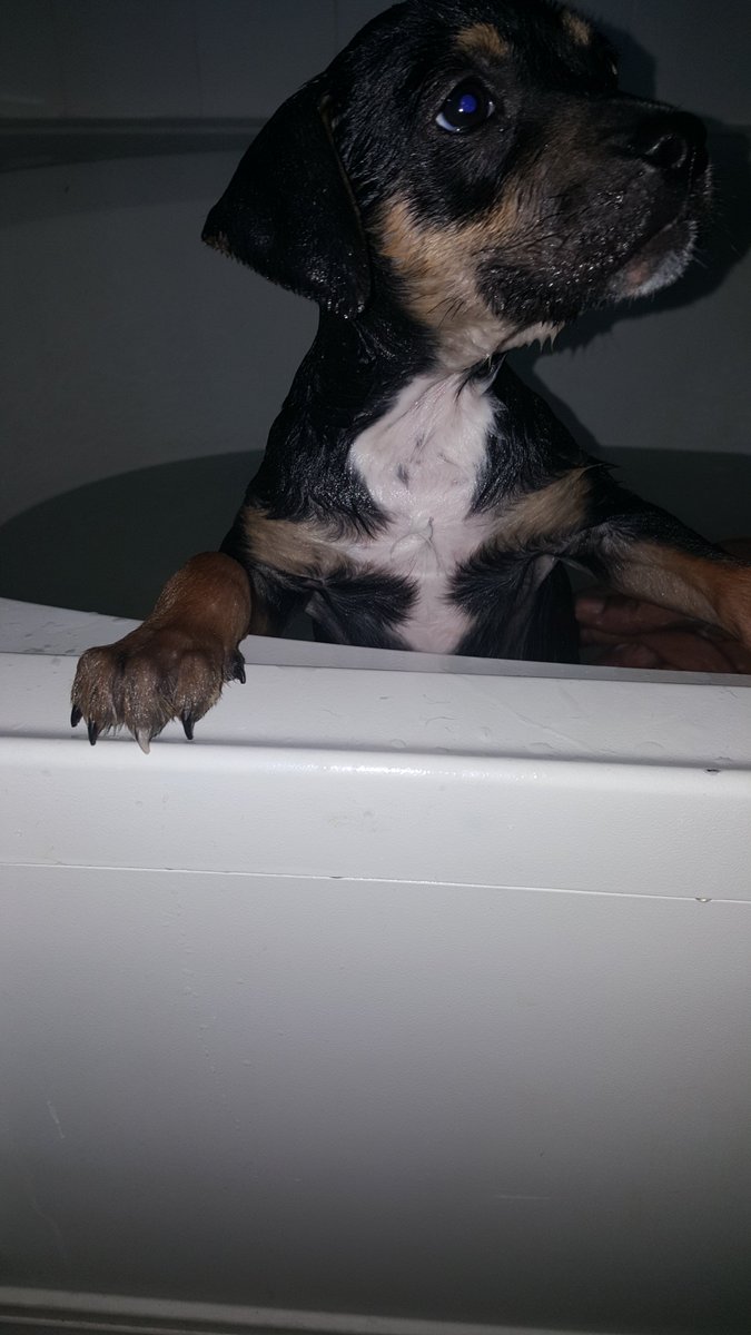 RoxerRuby's tweet photo. #Bathtime #RubyStar #Puppy #Boxer #Roxer #Clean https://t.co/XlKnrvCvOa