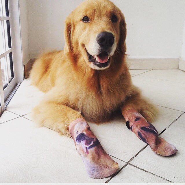 Bakdrop's tweet photo. There's so much #goldenretriever #cuteness in the photo, we don't know where to look! #bakdrop #socks https://t.co/4EYDrpVbwX