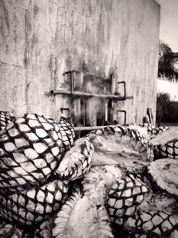 LuchaTequila's tweet photo. A few piñas outside the oven, beginning their journey towards the sweet nectar that is #RealTequila. https://t.co/HgE5Kh0EFM