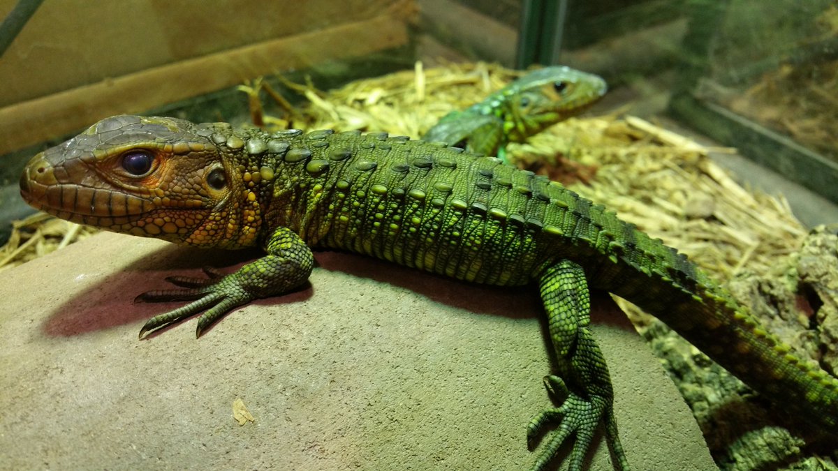 ugreptiles's tweet photo. Relax and soak in these Baby Caiman Lizards on sale for $350.#stuffed #largelizards #caiman https://t.co/ADwqpvWxjU