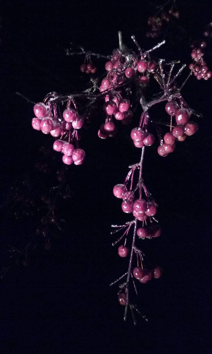 KnownSourceFarm's tweet image. Winter has arrived in #NewYork with #ice over our crab apples! #OrchardRoad #farm365