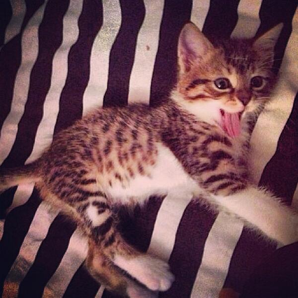 SoCuteKittens's tweet photo. Look at that face. Crazy Cute! https://t.co/Keu0e6nETL