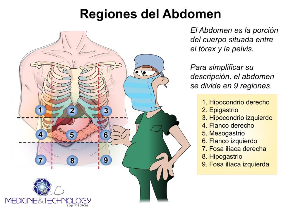 Bloc d´un Metge de Família: Regions de l´abdomen: resum gràfic