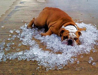 DanniAmoreMC's tweet photo. Wishing everyone a Happy New Years #staycool #melbheatwave https://t.co/Fd9BqzQKoO