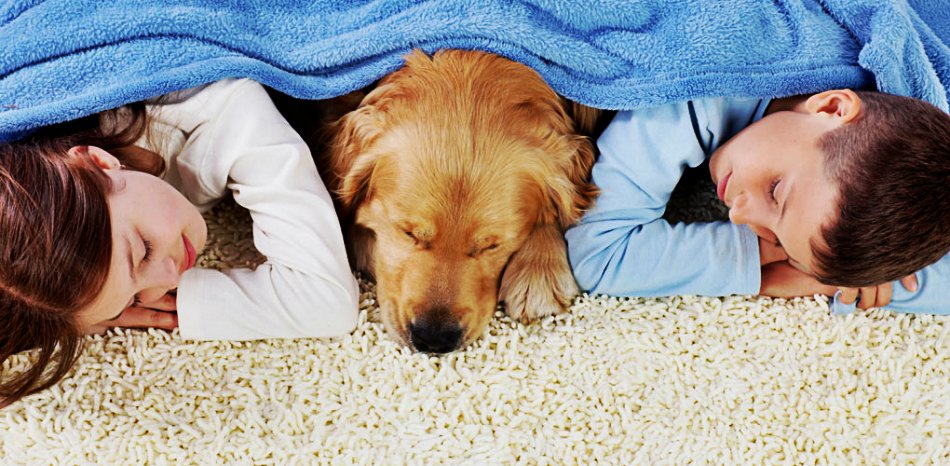 ApexCleaner's tweet image. Get Steam #CarpetCleaning in #Auckland with a team of expert cleaners ow.ly/WtPG1