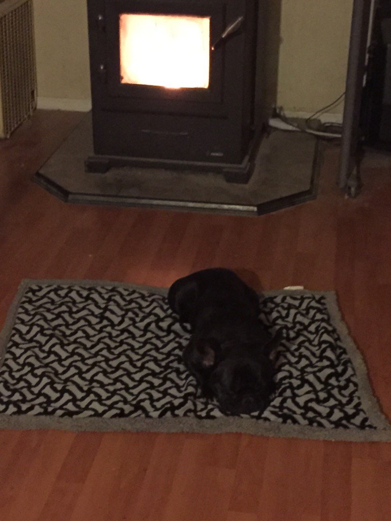 JavaJunkie76's tweet image. Soo warm! Do you like my blanket that Santa paws brought me?