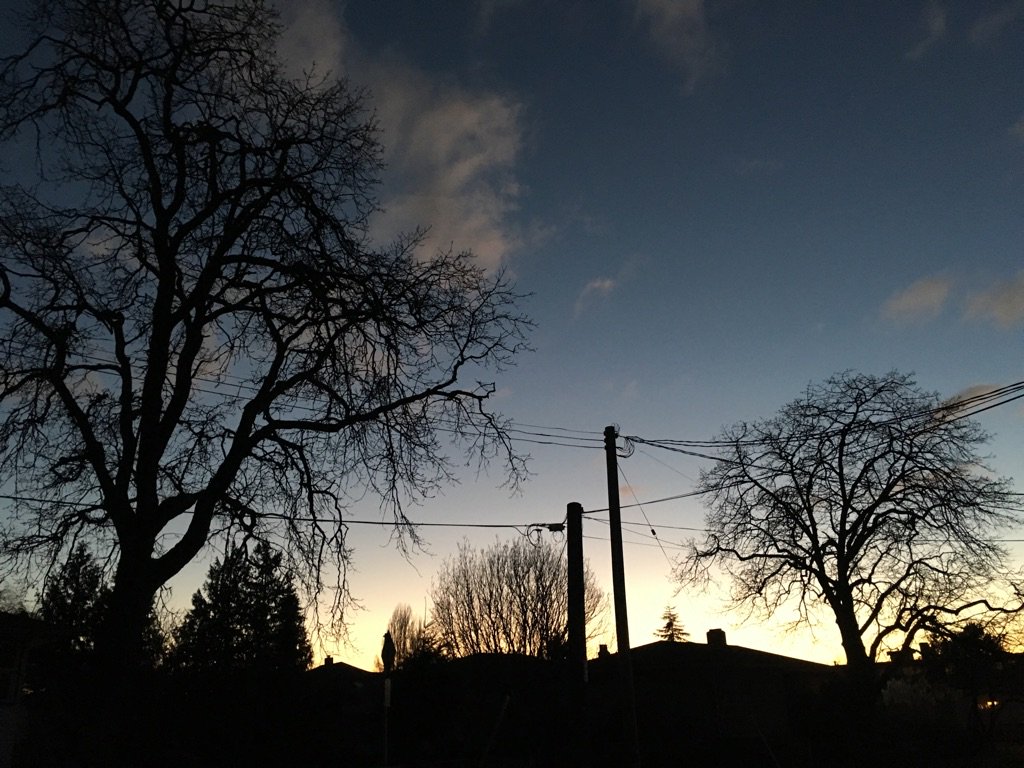 RaynaRambling's tweet photo. Tonight's early evening dog walk was cold but gorgeous. #pitbull #yyjwinter https://t.co/YYy1B73nLL