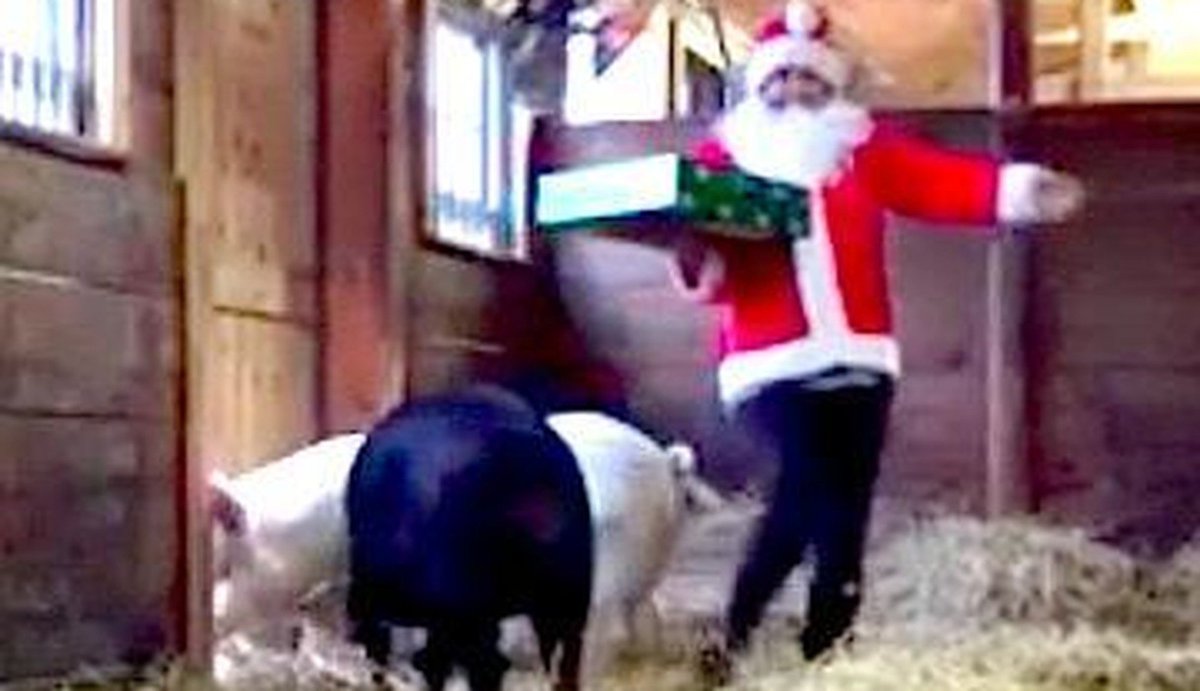 dodo's tweet photo. Pigs are having a normal day until Tracey Stewart shows up as Santa. https://t.co/ykwzOjdPTR https://t.co/z6y4acNOPv