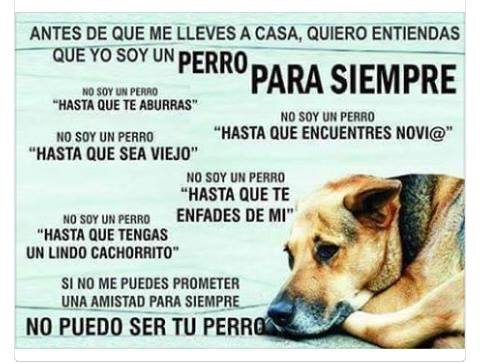 PerroContento's tweet photo. Antes de adoptar un perro,lee muy bien estás razones. Un perro NO es una moda, es un ser y un compromiso de por vida https://t.co/zQNVn9eXvc