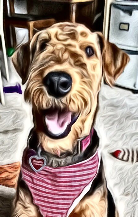 betteloumn's tweet photo. #Airedales https://t.co/SF4RTbOtnw