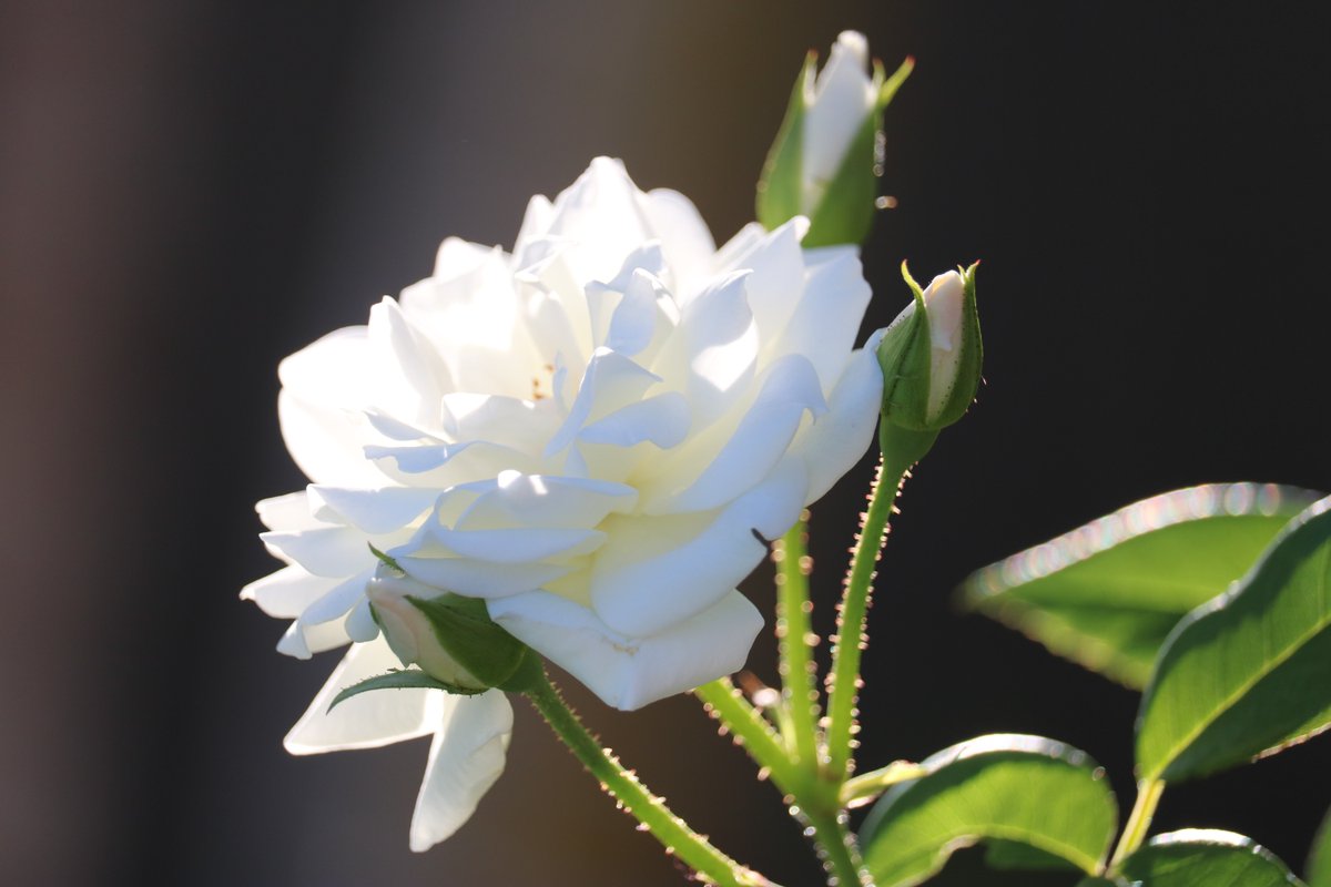 ~white rose~