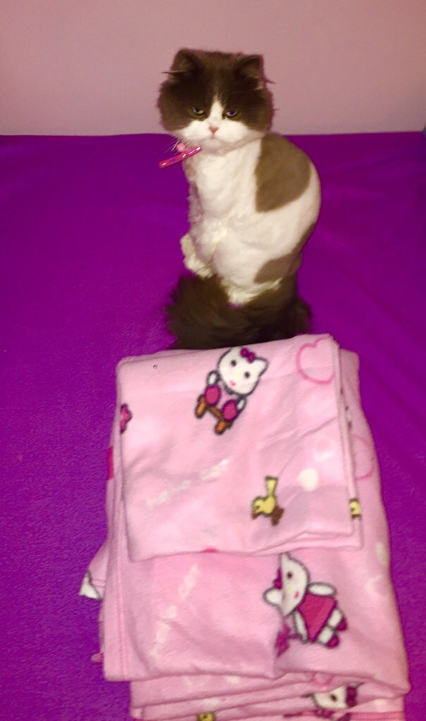 MariaGlamOfcl's tweet image. Happiness is 2 find ur favorite sheet set COMPLETE.The #HelloKitty sheet set..well, a better version:The #HelloCat!😂