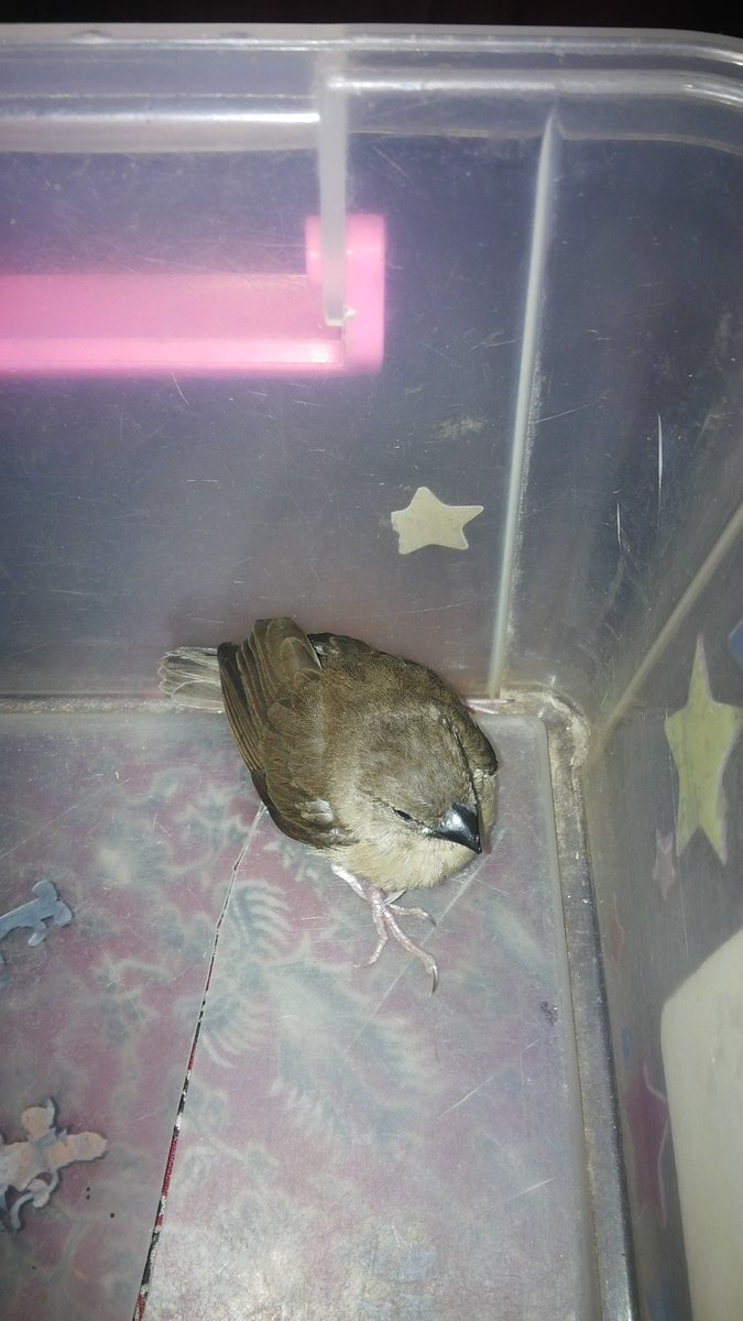 s_pendi's tweet image. Maenan nya anak cowok!!burung empritt😎 @ligar_aufaghani  #pecintaburung hehehe