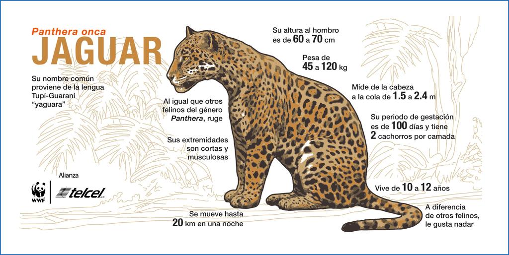 La #CONANP, Instituto de Biología <a href="/UNAM_mx/">UNAM</a> y #AlianzaWWFTelcel, unidos p/ conservar al #Jaguar #RecuentoCONANP2015