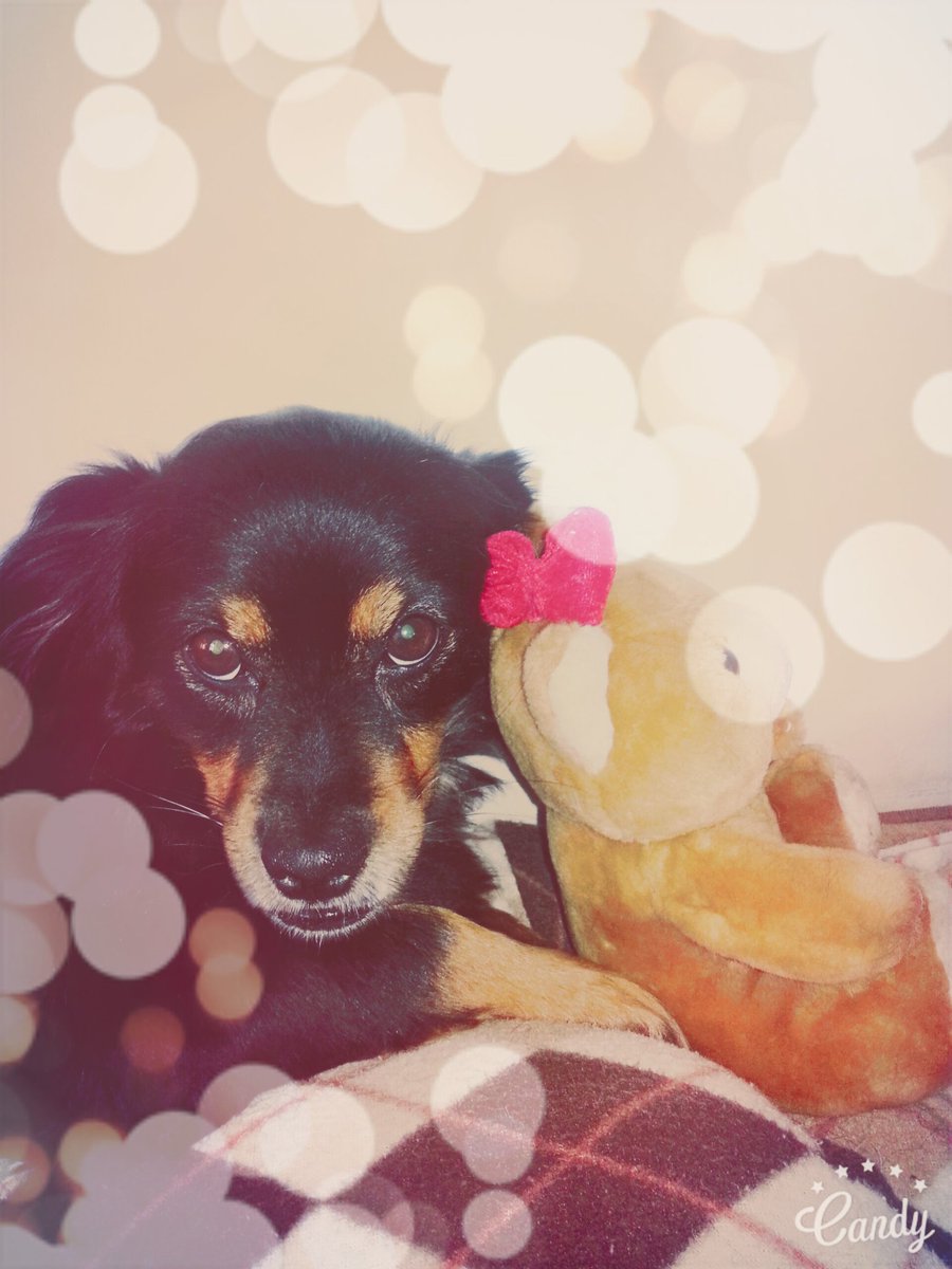 Jezmarinita's tweet photo. Mi bebe Osita #sweet_December #petlover #mybaby #inlove #mamaorgullosa https://t.co/GjDtqAtz5U