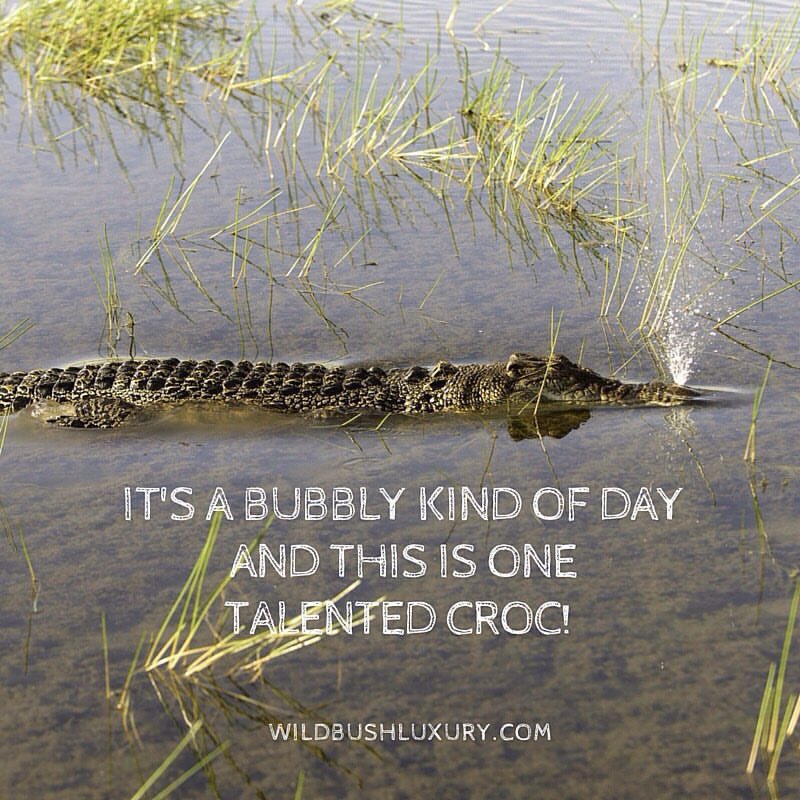 #gowild #naturesway #bamurruplains #nye2015