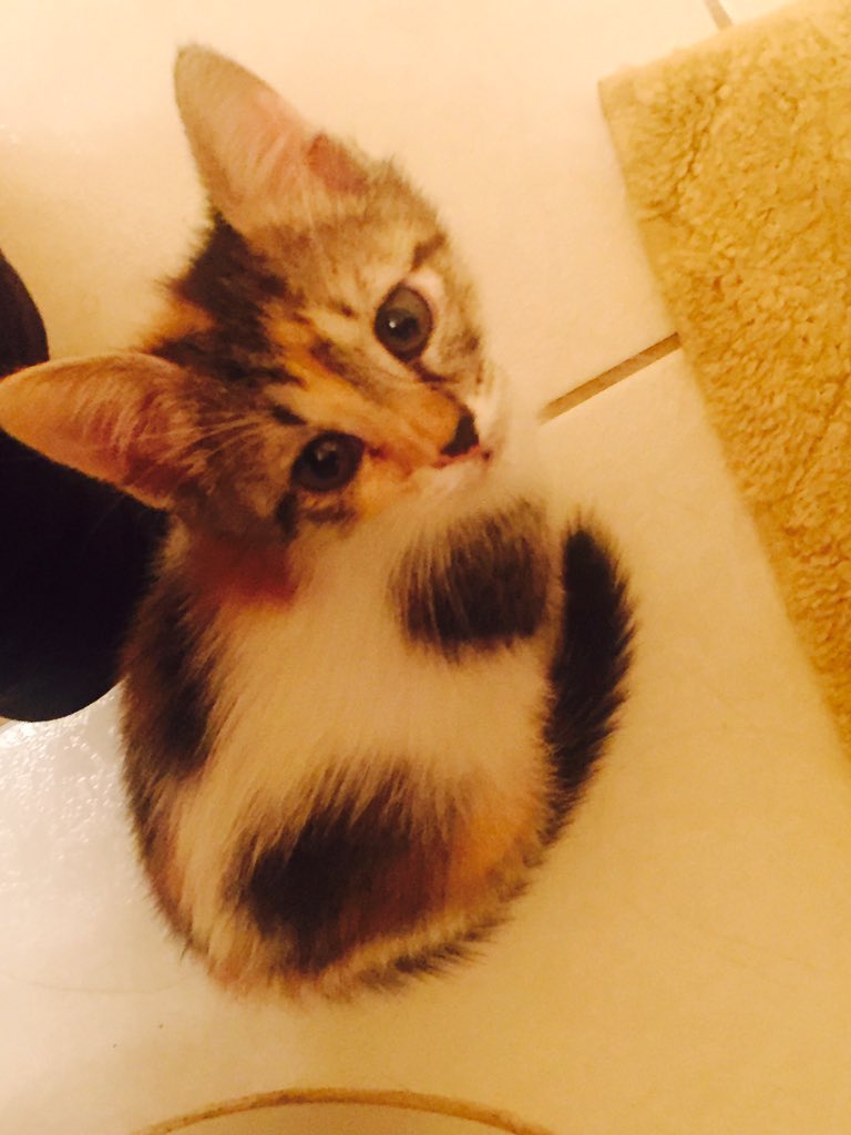 MakaJenkouts's tweet image. #neverforget2015 Nala&apos;s first day home &amp;lt;3 (August 8)