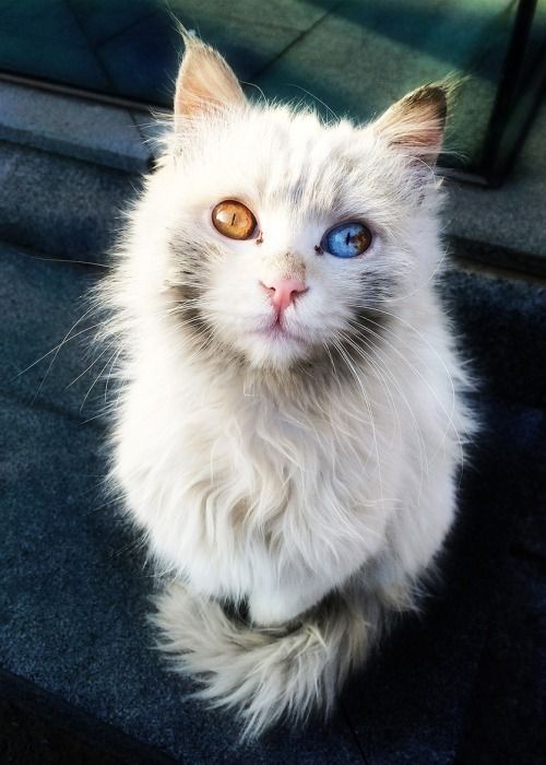 SoCuteKittens's tweet photo. What a beauty! https://t.co/zeHhM42I1E