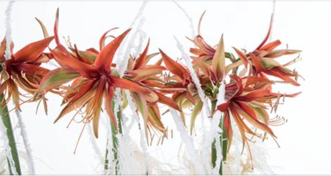 'Vuurwerk' met #Amaryllis door <a href="/FlowerFactorINT/">FlowerFactor</a>. 
Wij wensen iedereen een fantastisch 2016!
flowerfactor.com/video/home-wat…