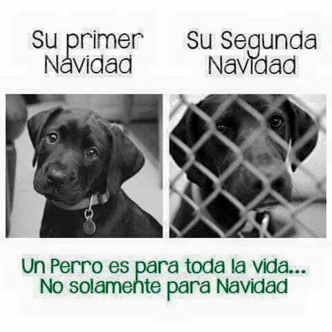 PartidoPACMA's tweet photo. No compres #Adopta https://t.co/46iUrUMa6E